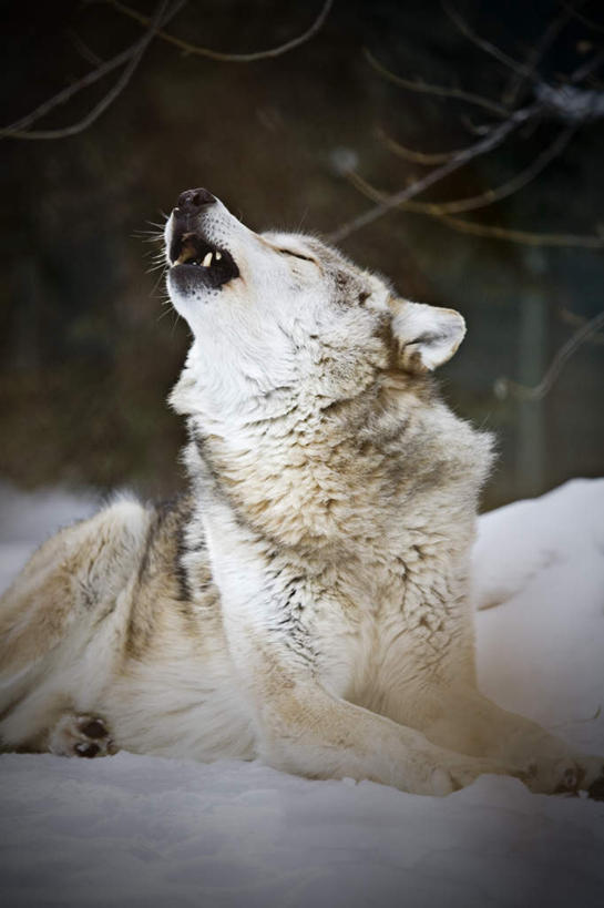 无人,站,竖图,室外,白天,正面,旅游,度假,美景,雪,植物,大雪,狼,野生动物,加拿大,积雪,景观,雪景,冬季,冬天,注视,娱乐,树,树木,一只,绿色,自然,动物,观察,看,站着,享受,休闲,景色,放松,寒冷,生长,成长,观看,察看,北美,北美洲,关注,自然风光,美洲,嚎叫,凶猛,北亚美利加洲,亚美利加洲,严寒,萨省,萨斯喀彻温省,残暴,凶残,灰狼,站立,半身,彩图,犬科动物