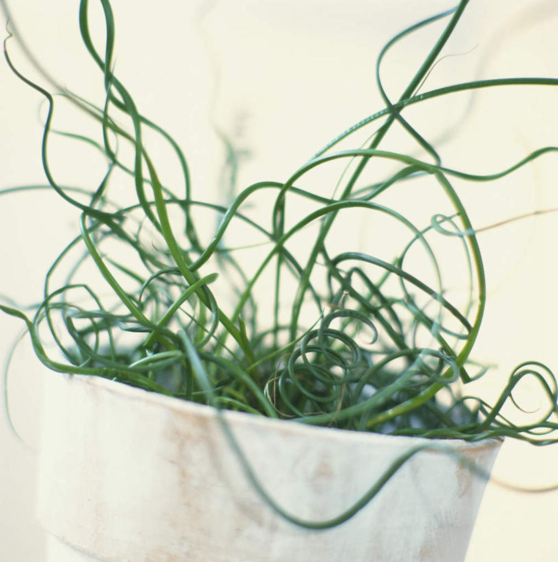 无人,竖图,室内,特写,白天,正面,植物,静物,叶子,蜷缩,阴影,朦胧,模糊,弯曲,光线,盆栽,纹理,影子,墙,绿叶,盆景,墙壁,墙面,绿色,阳光,自然,嫩叶,生长,成长,肌理,叶,叶片,叶脉,彩图