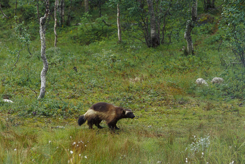 无人,走,横图,俯视,室外,白天,旅游,度假,草地,草坪,美景,森林,树林,植物,野生动物,朦胧,模糊,景观,注视,娱乐,草,树,树木,一只,绿色,自然,动物,观察,看,享受,休闲,景色,放松,生长,成长,观看,察看,关注,自然风光,凶猛,貂熊,狼獾,山狗子,原飞熊,残暴,凶残,月熊,步行,走路,彩图,高角度拍摄,全身