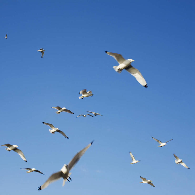 无人,方图,室外,白天,仰视,旅游,度假,美景,海鸟,鸟,挪威,欧洲,一群,许多,飞翔,伸展,张开,展翅,阴影,飞行,光线,翅膀,鸟类,影子,景观,很多,翱翔,娱乐,飞,蓝色,蓝天,天空,阳光,自然,天,享受,休闲,景色,放松,晴朗,斯堪的纳维亚,自然风光,北欧,斯堪的纳维亚半岛,张开翅膀,万里无云,三趾鸥,挪威王国,展开翅膀,晴空,晴空万里,彩图,低角度拍摄,全身