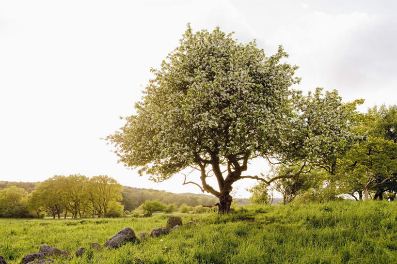 无人,横图,室外,白天,正面,旅游,度假,安全,草地,草坪,美景,植物,瑞典,欧洲,阴影,平静,盛开,光线,影子,景观,花蕾,娱乐,草,花,花瓣,花朵,鲜花,树,树木,绿色,阳光,自然,花苞,花蕊,享受,休闲,景色,放松,生长,成长,宁静,斯堪的纳维亚,自然风光,北欧,斯堪的那维亚,斯堪的那维亚半岛,斯堪的纳维亚半岛,和平,安详,太平,安适,瑞典王国,安好,宁靖,彩图,斯堪尼省