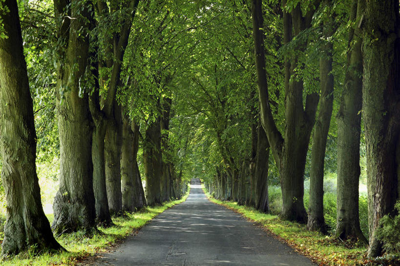 无人,横图,室外,白天,正面,旅游,度假,草地,草坪,树林,植物,道路,路,叶子,德国,欧洲,一排,阴影,新鲜,整齐,光线,影子,小路,枯叶,落叶,交通,娱乐,草,树,树木,排列,绿色,阳光,自然,享受,休闲,放松,生长,成长,青春,生命,西欧,队列,和平,安详,德意志联邦共和国,冷色,莱茵兰.普法尔茨州,叶,叶片,林荫道,彩图