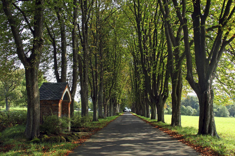 无人,横图,室外,白天,正面,旅游,度假,草地,草坪,树林,植物,道路,路,叶子,德国,欧洲,一排,阴影,新鲜,整齐,光线,影子,小路,枯叶,落叶,交通,娱乐,草,树,树木,排列,绿色,阳光,自然,享受,休闲,放松,生长,成长,青春,生命,西欧,队列,和平,安详,德意志联邦共和国,冷色,莱茵兰.普法尔茨州,叶,叶片,林荫道,彩图,小屋