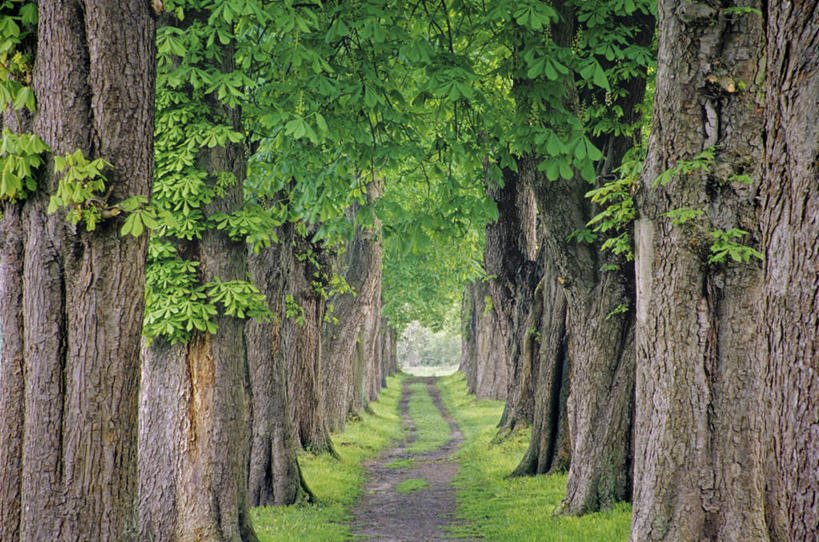 无人,横图,室外,白天,正面,旅游,度假,草地,草坪,树林,植物,道路,路,德国,欧洲,一排,阴影,新鲜,整齐,光线,影子,小路,交通,娱乐,草,树,树木,排列,绿色,阳光,自然,享受,休闲,放松,生长,成长,青春,生命,西欧,队列,和平,安详,德意志联邦共和国,冷色,梅克伦堡.前波美拉尼亚州,梅克伦堡.前波美拉尼亚,林荫道,彩图