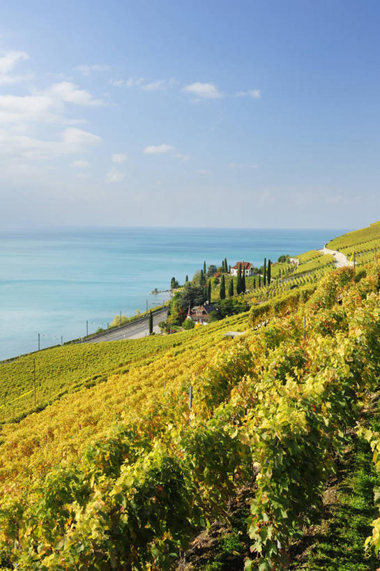 无人,家,果园,竖图,室外,白天,正面,旅游,度假,美景,田园,法国,瑞士,欧洲,一排,许多,阴影,整齐,光线,影子,房屋,屋子,景观,娱乐,楼房,葡萄园,莱蒙湖,架子,住宅,排列,蓝色,蓝天,天空,阳光,自然,庄园,天,享受,休闲,景色,放松,支撑,固定,自然风光,葡萄架,法兰西共和国,法兰西第五共和国,日内瓦湖,瑞士联邦,莱芒湖,彩图,房子