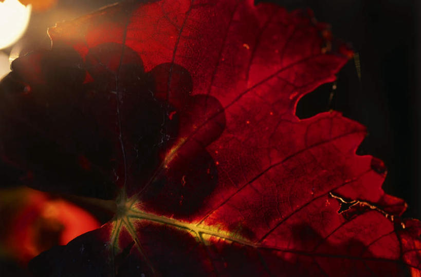 无人,横图,室外,白天,正面,旅游,度假,兴奋,热情,美景,植物,阴影,光线,火焰,影子,景观,红叶,开放,燃烧,娱乐,红色,绿色,阳光,自然,点燃,享受,休闲,健康,温暖,景色,奔放,放松,活力,积极,激情,朝气,生长,成长,暖色,吉祥,火光,生命,自然风光,饱满,革命,热烈,赤色,玫瑰红,充实,斗志,喜气,主动,彩图,欢乐