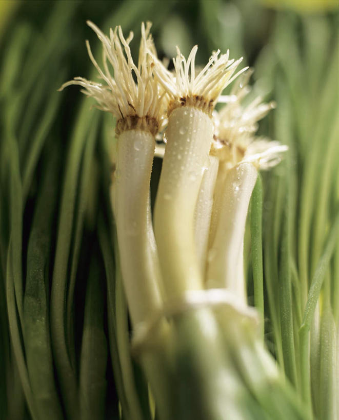 无人,竖图,俯视,室内,特写,白天,蔬菜,许多,阴影,朦胧,模糊,新鲜,光线,影子,水滴,葱,大葱,青葱,食品,很多,食物,绿色,绳子,有机食品,绿色食品,捆绑,绳索,绑缚,水点,彩图,高角度拍摄,四季葱