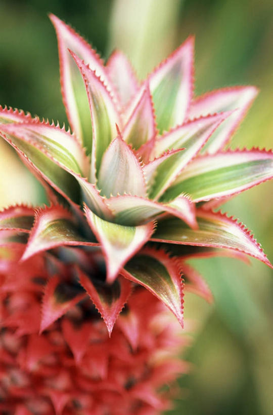 无人,竖图,室外,特写,白天,正面,菠萝,水果,叶子,阴影,朦胧,模糊,新鲜,光线,影子,生食,食品,果实,绿叶,食物,阳光,嫩叶,有机食品,绿色食品,叶,叶片,凤梨,彩图