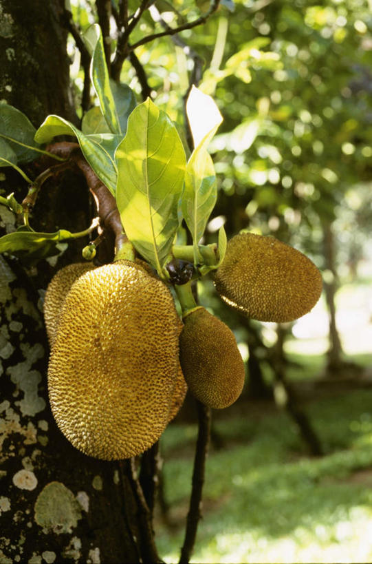 无人,竖图,室外,特写,白天,正面,植物,水果,许多,阴影,新鲜,光线,影子,生食,食品,果实,果树,很多,树,树木,食物,黄色,绿色,阳光,自然,有机食品,绿色食品,生长,成长,面包树,罗蜜树,面包果,面包果树,彩图