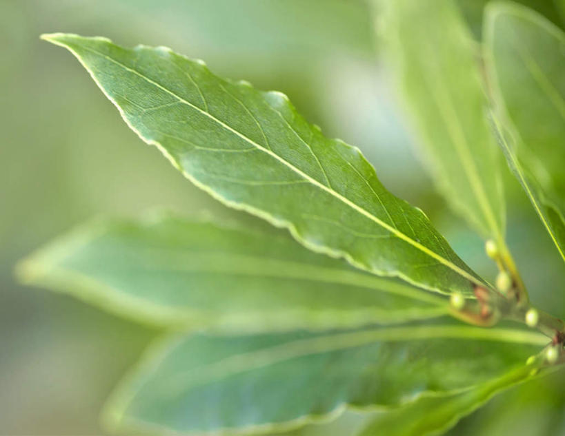 无人,横图,室外,特写,白天,正面,植物,叶子,阴影,朦胧,模糊,光线,纹理,影子,绿叶,枝条,树,树木,树枝,绿色,阳光,自然,嫩叶,生长,成长,草本,月桂叶,香叶,月桂树,肌理,天竺桂,香桂叶,桂叶,虬枝,枝杈,月桂,叶,叶片,叶脉,彩图