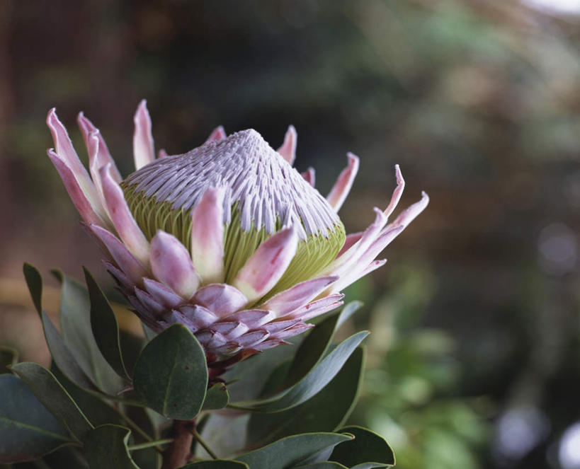 无人,横图,室外,特写,白天,正面,植物,叶子,阴影,朦胧,模糊,盛开,光线,纹理,影子,绿叶,花蕾,花,花瓣,花朵,鲜花,一朵,粉色,绿色,阳光,花苞,花蕊,嫩叶,山龙眼,肌理,叶,叶片,叶脉,彩图