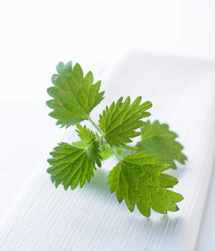 无人,竖图,俯视,室内,特写,白天,白色背景,植物,桌面,桌子,叶子,阴影,花纹,反射,木制,布,图案,影子,绿叶,草药,药草,布纹,中药,绿色,木制品,嫩叶,摄影,影棚,布匹,药材,中草药,中药材,本草,刺荨麻,叶,叶片,彩图,高角度拍摄,影棚拍摄,拍摄