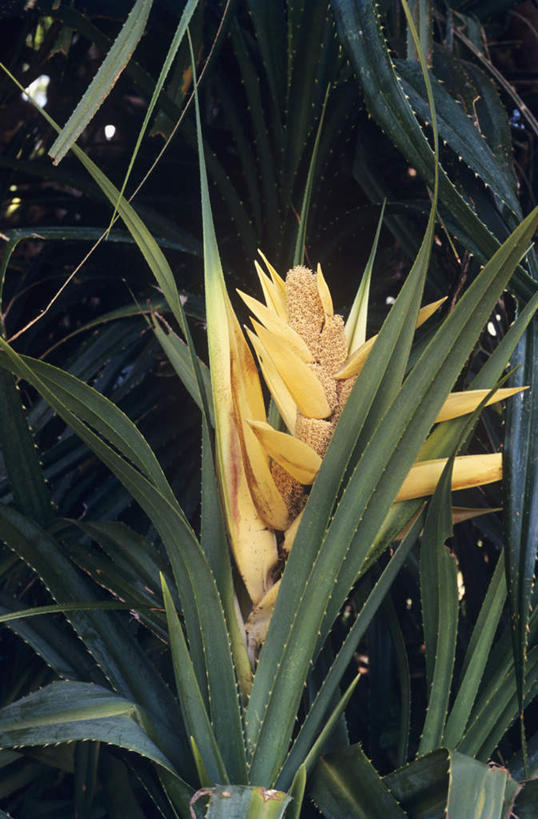 无人,竖图,室外,特写,白天,仰视,植物,叶子,阴影,盛开,光线,纹理,影子,绿叶,草药,药草,花蕾,中药,花,花瓣,花朵,鲜花,绿色,阳光,花苞,花蕊,嫩叶,药材,中草药,中药材,本草,肌理,露兜树,叶,叶片,叶脉,彩图,低角度拍摄