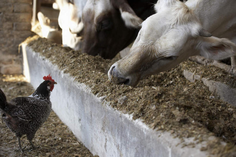 无人,站,吃,横图,俯视,室外,特写,白天,鸡,牛,阴影,光线,影子,泥土,土壤,注视,家禽,阳光,动物,观察,看,站着,家畜,牲畜,观看,察看,关注,食槽,饲料槽,嚼,食,站立,半身,彩图,高角度拍摄