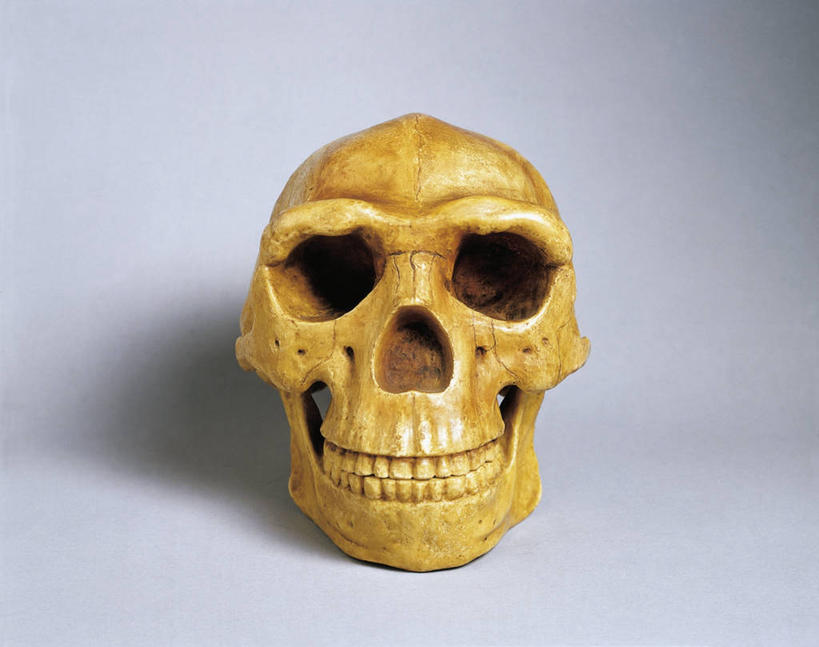 无人,横图,正面,灰色背景,人头骨,历史,古代,一个,黄色,灰色,模型,人体,摄影,单个,考古学,直立人,古代文明,美术工艺,彩图,影棚拍摄,过去