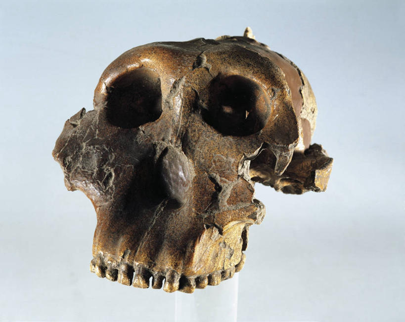 无人,横图,特写,正面,灰色背景,人头骨,历史,古代,一个,灰色,人体,摄影,单个,死亡,考古学,殒命,灭亡,彩图,影棚拍摄,过去