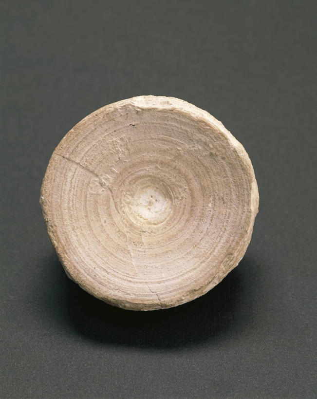 脊椎,无人,竖图,特写,意大利,化石,圆形,一个,动物,人体,摄影,单个,威尼托大区,地质学,美术工艺,史前时代,彩图,影棚拍摄,古生物学