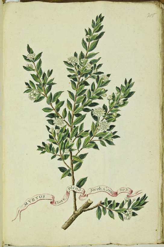 无人,竖图,插画,数码,科技,植物,叶子,阴影,网络,茎,高光,几何,计算机图形,合成,图画,画,自然,摄影,电脑合成图,数码合成图,生物学,合成图,漫画,18世纪,写实,具体,具象,嫩枝,番樱桃,拉丁文,彩图