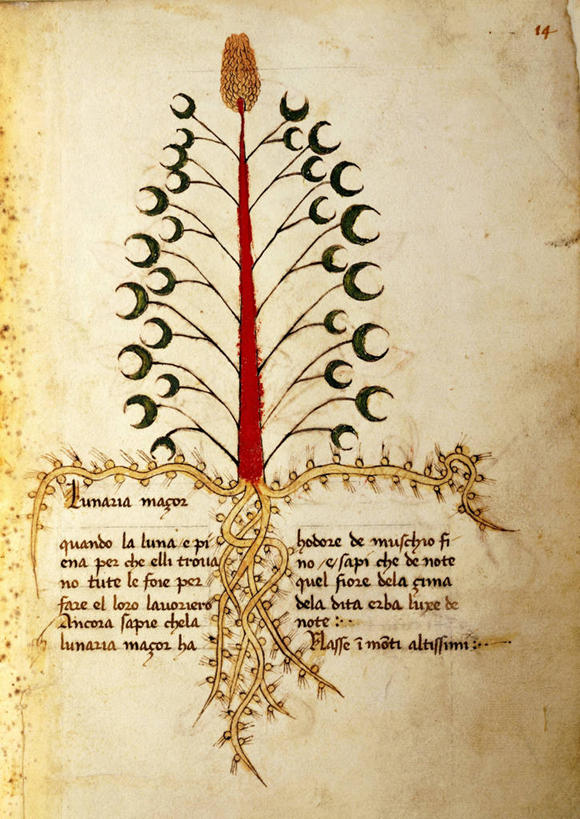 无人,竖图,插画,数码,科技,植物,叶子,阴影,艺术,网络,文字,茎,根部,高光,几何,计算机图形,合成,图画,历史,画,花,花朵,自然,手稿,摄影,英文字母,电脑合成图,数码合成图,生物学,合成图,草本,漫画,写实,具体,具象,超自然,彩图,炼金术