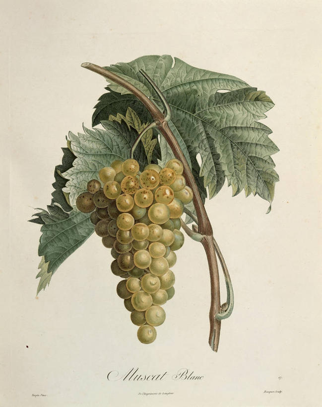 无人,竖图,插画,白色背景,数码,科技,植物,水果,叶子,阴影,网络,意大利食品,高光,几何,计算机图形,串,合成,图画,画,自然,藤蔓,摄影,电脑合成图,数码合成图,生物学,合成图,白葡萄,漫画,意大利文化,藤蔓植物,写实,具体,具象,美术工艺,彩图