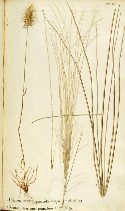 无人,竖图,插画,白色背景,绘画,数码,科技,叶子,阴影,艺术,网络,高光,几何,计算机图形,合成,图画,画,草,自然,摄影,颜料,美术,电脑合成图,数码合成图,生物学,合成图,草本,漫画,18世纪,写实,具体,具象,美术工艺,羽毛草,彩图