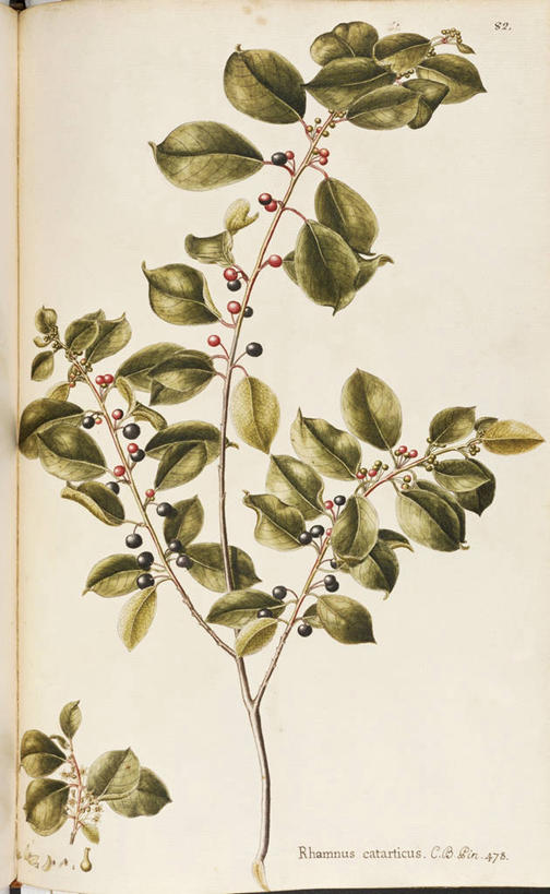 无人,竖图,插画,白色背景,绘画,数码,科技,植物,浆果,叶子,阴影,艺术,网络,茎,高光,几何,计算机图形,合成,图画,画,自然,摄影,灌木,颜料,美术,电脑合成图,数码合成图,生物学,合成图,草本,漫画,18世纪,写实,具体,具象,沙棘,美术工艺,彩图