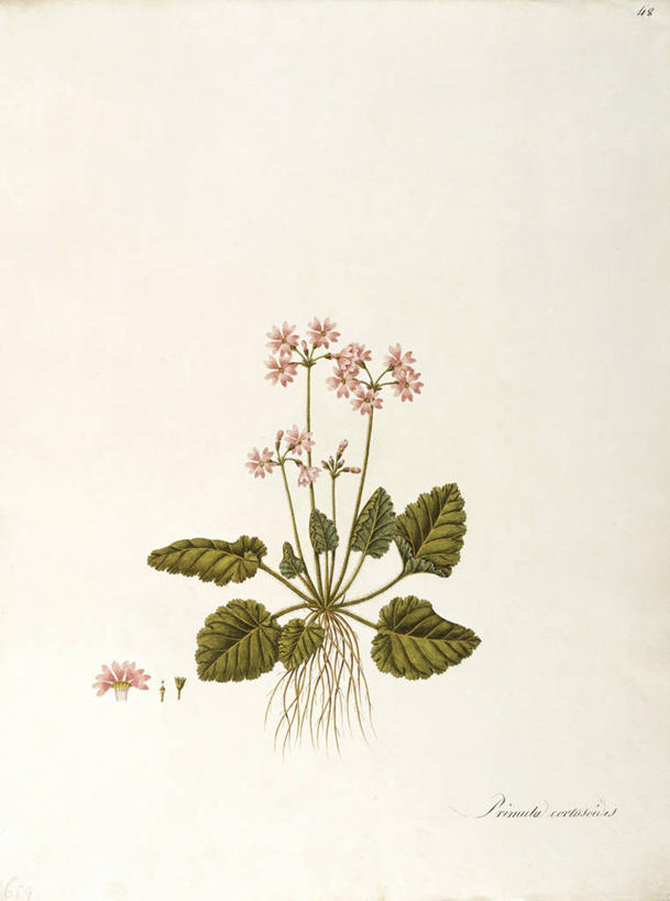 无人,竖图,插画,白色背景,绘画,数码,科技,植物,叶子,阴影,艺术,网络,茎,根部,高光,几何,计算机图形,合成,图画,画,花,自然,摄影,颜料,美术,电脑合成图,数码合成图,生物学,合成图,草本,漫画,写实,具体,具象,樱草花,美术工艺,彩图,报春花科