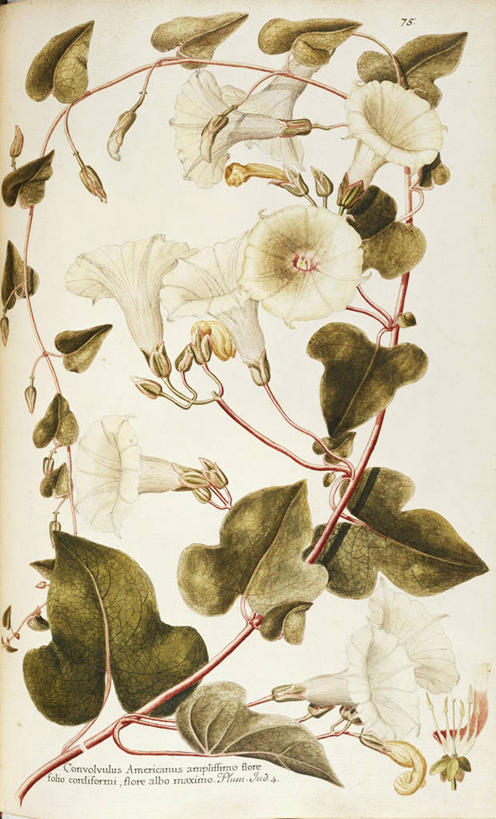 无人,竖图,插画,白色背景,绘画,数码,科技,植物,叶子,阴影,艺术,网络,茎,高光,几何,计算机图形,合成,图画,画,花,自然,摄影,颜料,美术,电脑合成图,数码合成图,生物学,合成图,草本,漫画,18世纪,写实,具体,具象,美术工艺,月光花,牵牛花,彩图