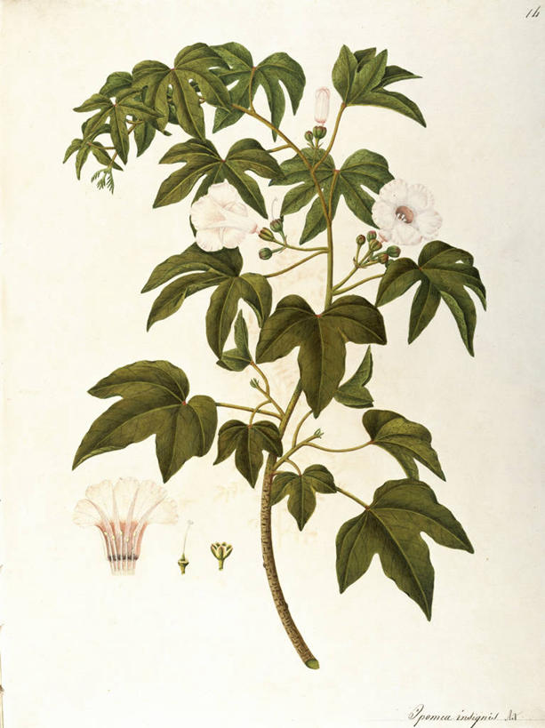 无人,竖图,插画,白色背景,绘画,数码,科技,植物,叶子,阴影,艺术,网络,茎,高光,几何,计算机图形,合成,图画,画,花,自然,摄影,颜料,美术,电脑合成图,数码合成图,生物学,合成图,草本,漫画,写实,具体,具象,美术工艺,月光花,彩图