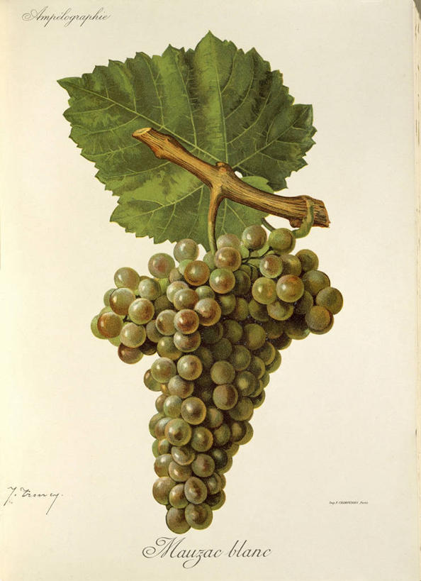 无人,竖图,插画,特写,白色背景,数码,科技,水果,叶子,阴影,艺术,网络,生食,意大利食品,高光,几何,计算机图形,串,合成,图画,饮食,画,一个,摄影,单个,电脑合成图,数码合成图,合成图,白葡萄,清新,漫画,意大利文化,写实,具体,具象,彩图,影棚拍摄