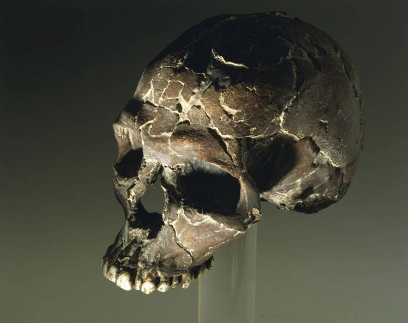 无人,横图,人头骨,历史,一个,人体,摄影,单个,生物学,地质学,彩图,影棚拍摄,石器时代,古生物学