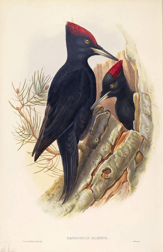 无人,竖图,插画,白色背景,侧面,数码,科技,野生动物,阴影,网络,洞,一对,高光,几何,计算机图形,合成,图画,画,树干,自然,动物,两只,摄影,电脑合成图,数码合成图,生物学,合成图,漫画,写实,具体,具象,一致,美术工艺,黑啄木鸟,彩图,雕刻术