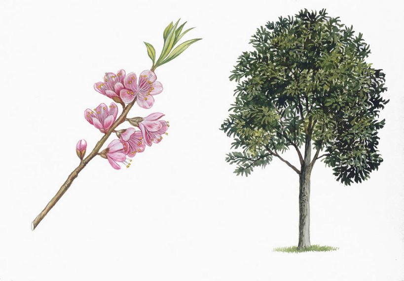 无人,横图,插画,特写,数码,科技,阴影,网络,枝,高光,几何,计算机图形,合成,图画,画,花,花朵,树,桃树,粉色,绿色,自然,桃,部分,电脑合成图,数码合成图,生物学,合成图,漫画,写实,具体,具象,彩图