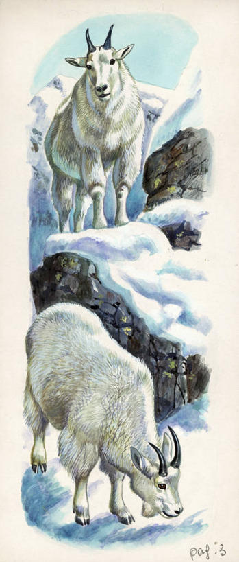 无人,竖图,全景,插画,室外,特写,白天,数码,科技,山,雪,野生动物,阴影,网络,冬天,高光,几何,计算机图形,合成,图画,画,动物,两只,电脑合成图,数码合成图,生物学,合成图,漫画,写实,具体,具象,野生白山羊,岩石,彩图,动物学