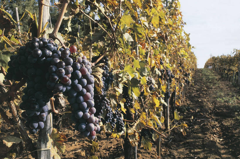 无人,农场,横图,室外,白天,仰视,旅游,度假,农业,农作物,美景,植物,葡萄,叶子,意大利,欧洲,吊挂,悬挂,丰富,景观,田地,枝,串,挂,图像,娱乐,饮食,葡萄园,自然,藤蔓,享受,休闲,概念,景色,放松,摄影,生长,地中海文化,南欧,自然风光,主题,视角,托斯卡纳区,藤蔓植物,构图,彩图,低角度拍摄,时空,传统文化,红葡萄,蒙塔西诺