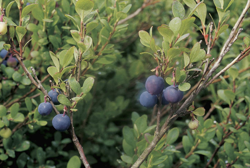 无人,横图,室外,特写,白天,植物,浆果,蓝莓,水果,比利时,欧洲,科学,食品,图像,饮食,概念,摄影,生长,灌木,生物学,清新,主题,构图,彩图,瓦隆,列日,时空