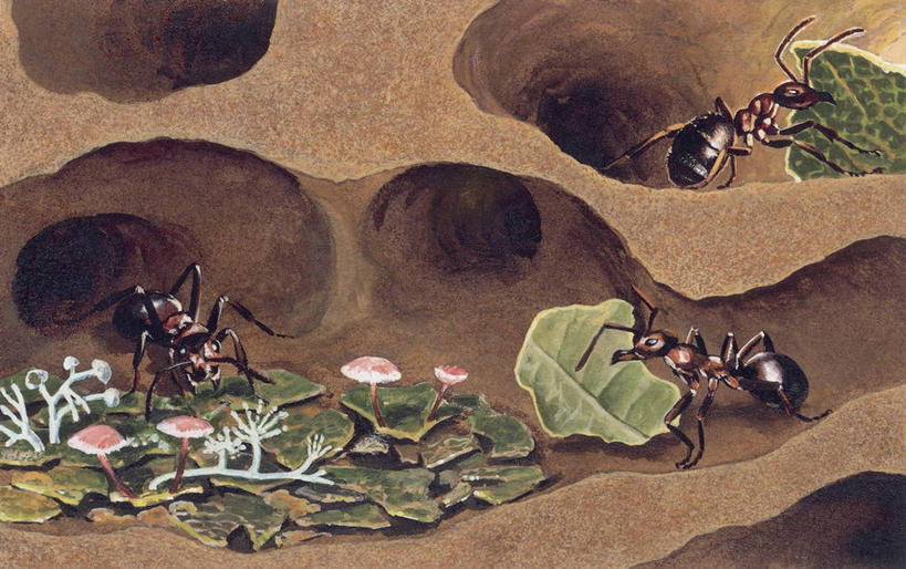 无人,横图,插画,数码,科技,野生动物,叶子,三只,阴影,科学,网络,昆虫,蚂蚁,高光,几何,计算机图形,合成,图像,图画,拿着,画,动物,生物,电脑合成图,数码合成图,生物学,合成图,真菌,运送,主题,漫画,益虫,计算机制图,写实,具体,具象,构图,蚁丘,彩图,动物学