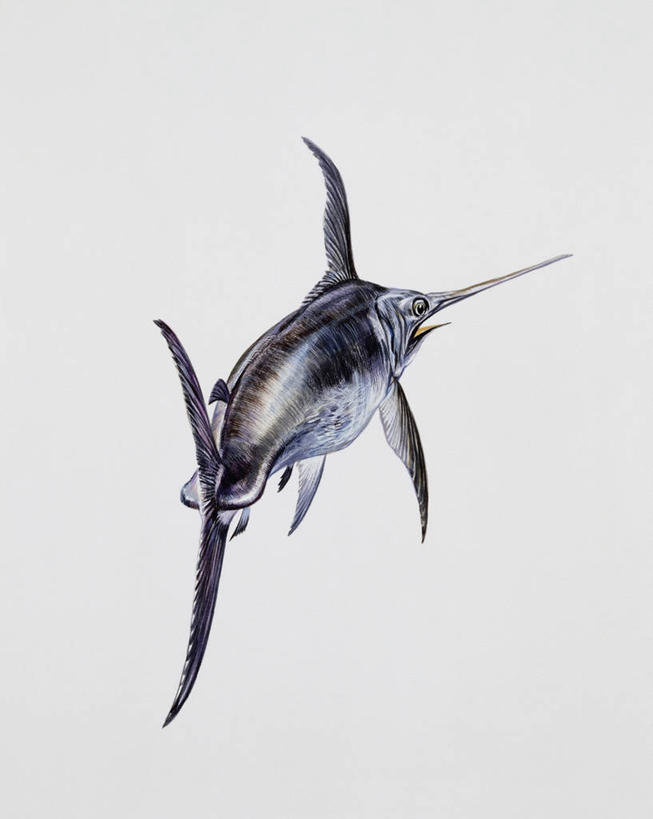 游泳,无人,竖图,插画,特写,白色背景,数码,科技,野生动物,阴影,科学,网络,鱼,高光,几何,计算机图形,合成,图像,图画,鱼类,画,白色,动物,生物,鲈鱼,电脑合成图,数码合成图,生物学,合成图,主题,咸水鱼,漫画,旗鱼,计算机制图,写实,具体,具象,花鲈,鲈板,鲈子鱼,构图,式样,彩图,动物学,脊椎动物亚门