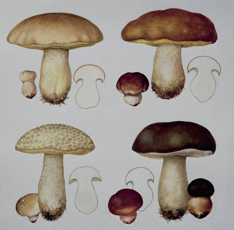 无人,竖图,插画,特写,数码,科技,植物,阴影,网络,蘑菇,高光,几何,计算机图形,合成,图像,图画,画,概念,食用菌,生物,电脑合成图,数码合成图,生物学,脆弱,合成图,真菌,主题,漫画,计算机制图,写实,具体,具象,构图,美味牛肝菌,毒蘑菇,彩图,动物学,胡椒牛肝菌