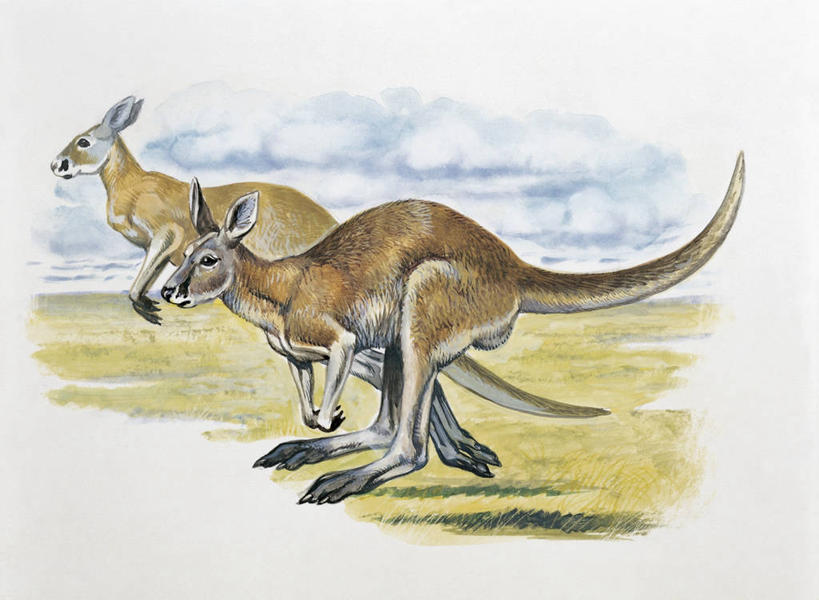 无人,跑,跳,横图,插画,室外,白天,侧面,数码,科技,哺乳动物,袋鼠,野生动物,阴影,网络,田地,云,高光,几何,计算机图形,合成,图像,图画,画,天空,动物,两只,概念,生物,电脑合成图,数码合成图,生物学,合成图,主题,自然现象,漫画,视角,计算机制图,红袋鼠,写实,具体,具象,构图,彩图,时空,动物学,脊椎动物亚门