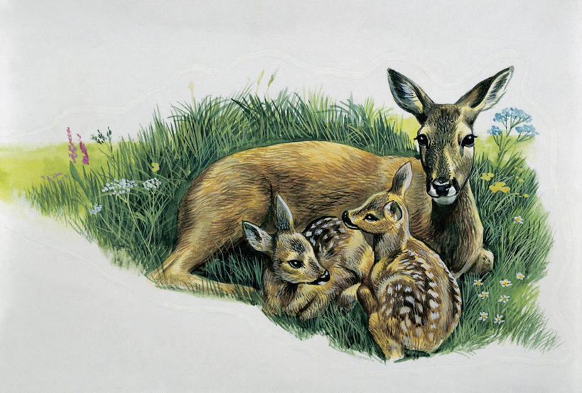 无人,横图,插画,特写,白色背景,数码,科技,哺乳动物,鹿,野生动物,三只,连接,阴影,科学,网络,高光,几何,计算机图形,合成,图像,图画,画,草,白色,动物,概念,生物,可爱,活泼,食草动物,保护,电脑合成图,数码合成图,生物学,合成图,主题,小鹿,漫画,偶蹄目,计算机制图,写实,具体,具象,构图,狍,彩图,动物学,脊椎动物亚门