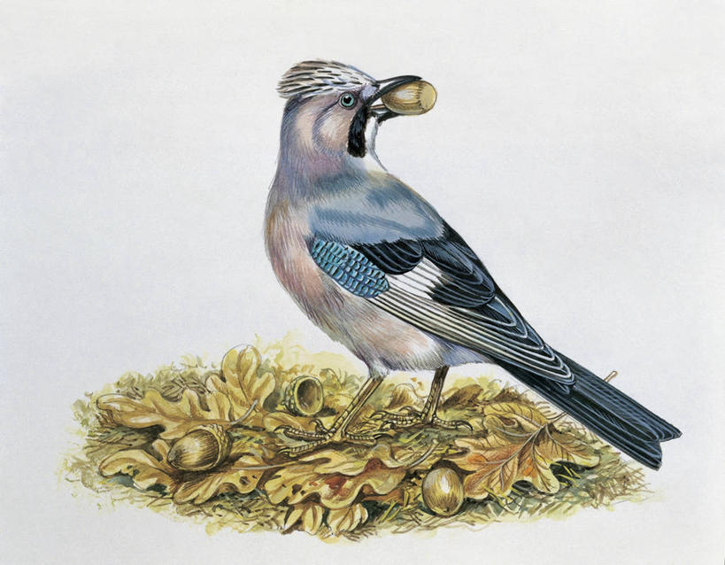 无人,横图,插画,室外,特写,白天,侧面,数码,科技,野生动物,水果,阴影,网络,鸟类,坚果,高光,几何,计算机图形,合成,图像,图画,拿着,画,动物,生物,栖息,电脑合成图,数码合成图,合成图,主题,漫画,视角,计算机制图,写实,具体,具象,构图,僵鸟,触摸,彩图,时空,脊椎动物亚门