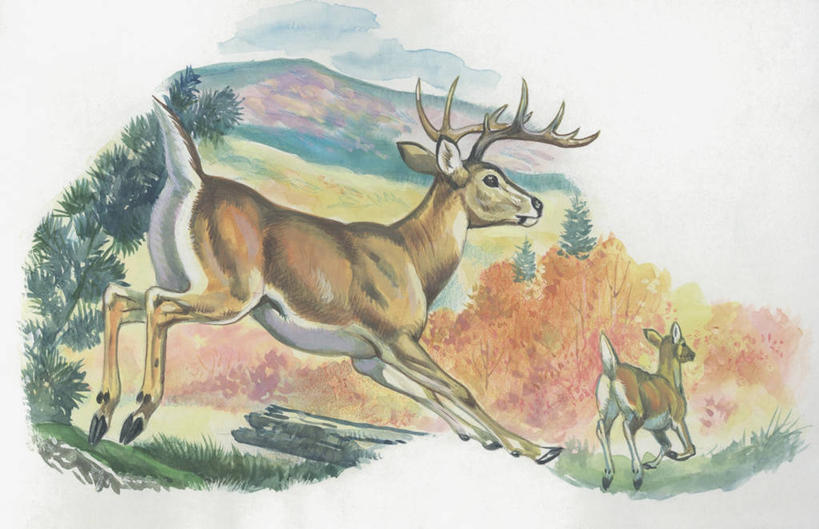 无人,跳,横图,插画,室外,特写,侧面,数码,科技,植物,哺乳动物,鹿,野生动物,阴影,科学,网络,高光,几何,计算机图形,合成,图像,图画,画,树,动物,两只,生物,可爱,活泼,食草动物,电脑合成图,数码合成图,生物学,合成图,白尾鹿,主题,漫画,视角,偶蹄目,计算机制图,写实,具体,具象,构图,彩图,时空,动物学,脊椎动物亚门