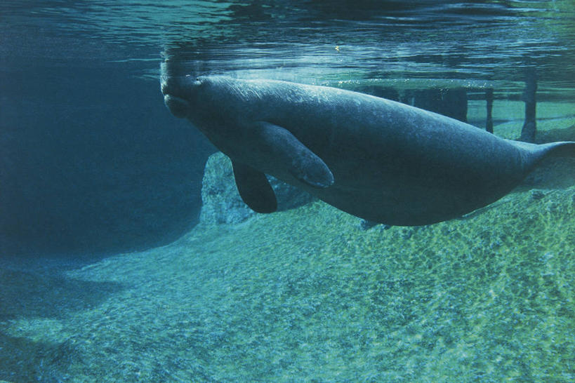 游泳,无人,横图,室外,白天,水下,海洋,水,哺乳动物,海牛,野生动物,美国,图像,动物,生物,摄影,北美,北美洲,主题,美洲,佛罗里达,佛罗里达州,佛州,阳光州,北亚美利加洲,亚美利加洲,构图,濒危物种,彩图,美利坚合众国,时空,脊椎动物亚门