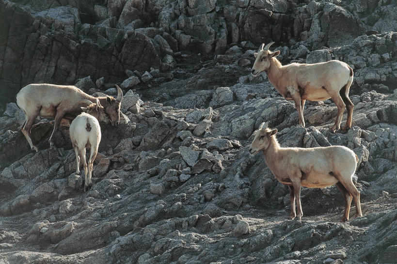 无人,站,横图,室外,白天,哺乳动物,野生动物,羊,四只,图像,动物,生物,家畜,可爱,摄影,牲畜,活泼,食草动物,公羊,主题,偶蹄目,大角羊,构图,盘角羊,盘羊,濒危物种,绵羊,彩图,时空,脊椎动物亚门