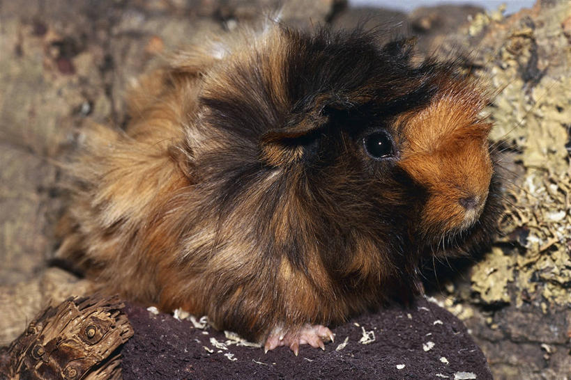 无人,横图,室外,特写,白天,哺乳动物,野生动物,科学,图像,动物,生物,摄影,生物学,主题,豚鼠,构图,彩图,时空,动物学,脊椎动物亚门