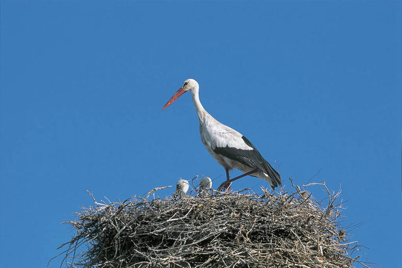 无人,横图,室外,特写,白天,野生动物,三只,科学,鸟类,鸟巢,图像,蓝色,天空,动物,生物,摄影,生物学,鹳,主题,白鹳,万里无云,构图,彩图,时空,动物学,脊椎动物亚门