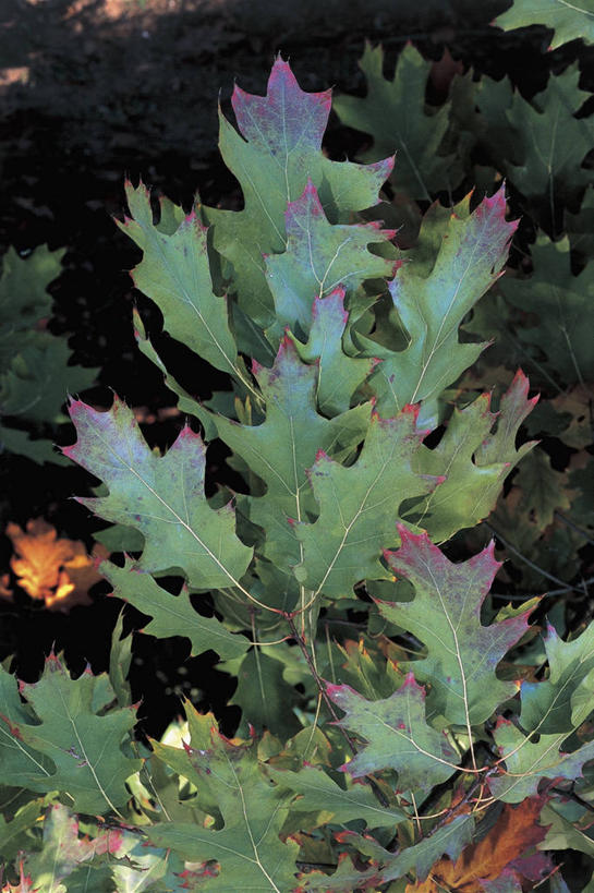 无人,竖图,室外,特写,白天,植物,叶子,科学,图像,树,自然,概念,摄影,生长,生物学,主题,橡树,山毛榉,落叶树,麻栎金刚,山毛榉树,构图,彩图,壳斗,时空