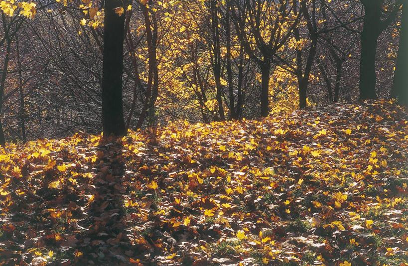 无人,横图,室外,白天,森林,植物,叶子,科学,图像,树,树干,自然,概念,季节,摄影,落下,宁静,生物学,主题,构图,下移,秋天,彩图,旅行,时空,林区