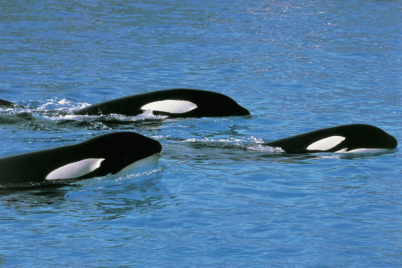 游泳,成年人,无人,横图,俯视,室外,白天,水下,水,哺乳动物,海豚,野生动物,三只,科学,图像,动物,摄影,鲸,年龄,生物学,主题,自然现象,视角,逆戟鲸,构图,鲸类,彩图,高角度拍摄,时空,动物学,脊椎动物亚门